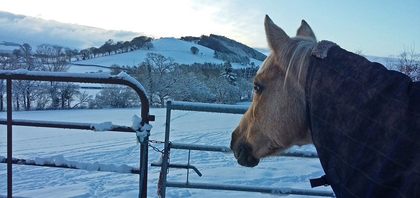 blondie the rescue horse looking at the dawn in winter