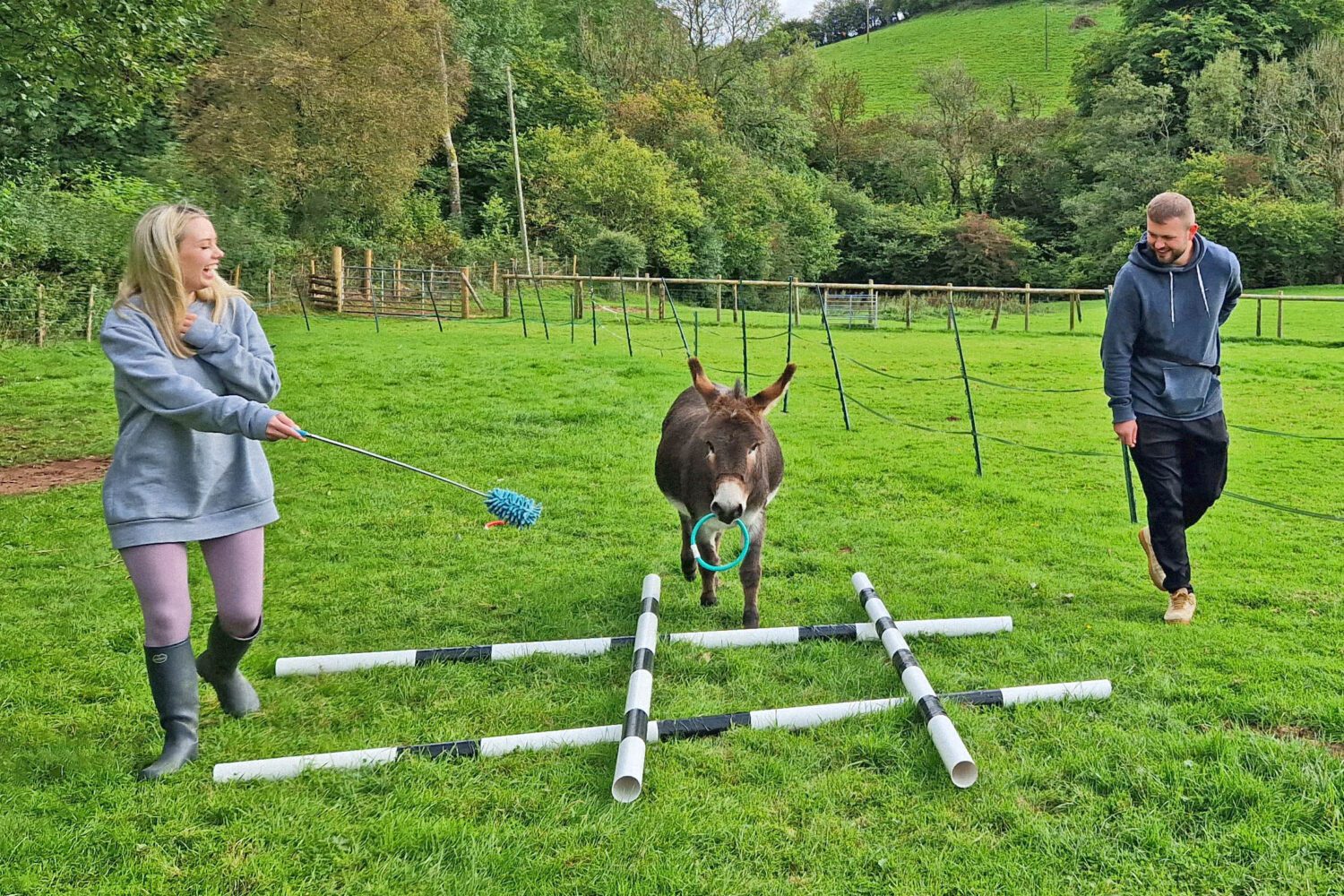 mini donkey agility games in wales