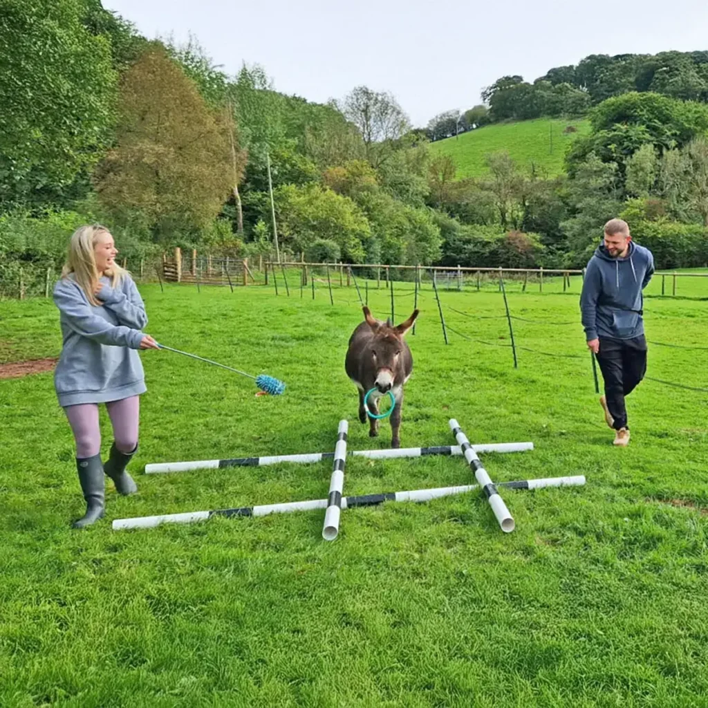 mini donkey agility games in wales