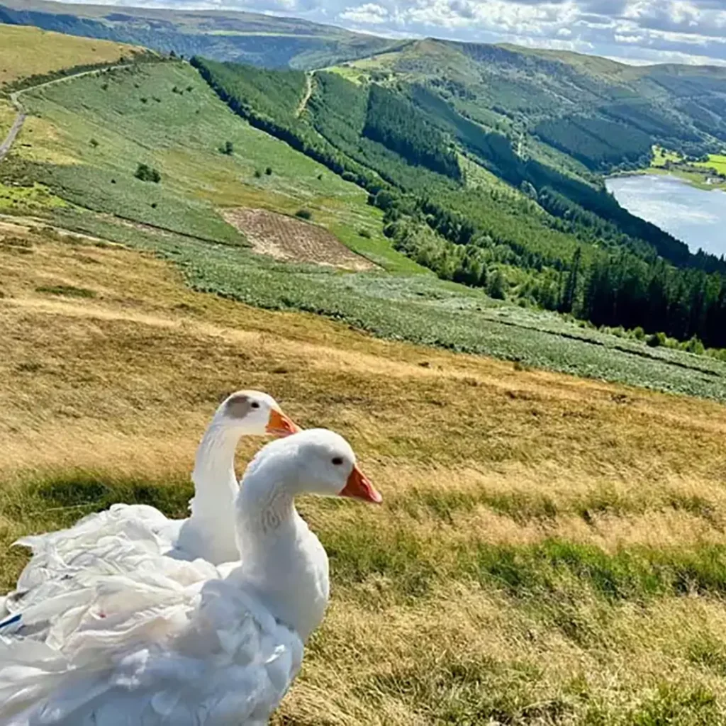 take a pair of friendly geese for a scenic walk in wales
