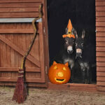 can donkeys eat pumpkin