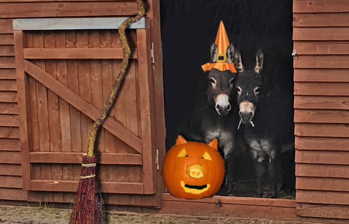 can donkeys eat pumpkin