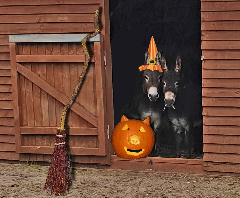 can donkeys eat pumpkin