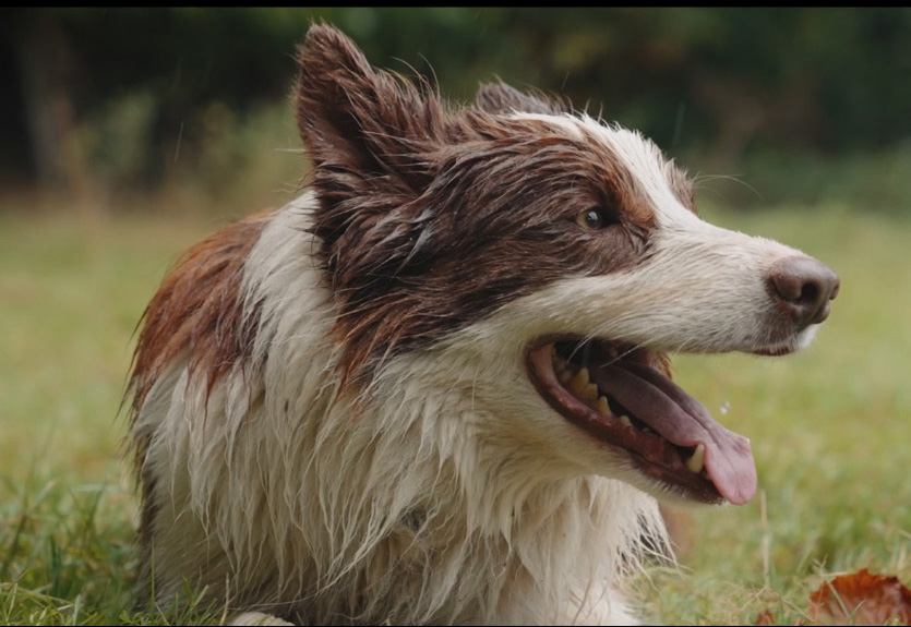 sheep dog herding experience on a welsh hill farm