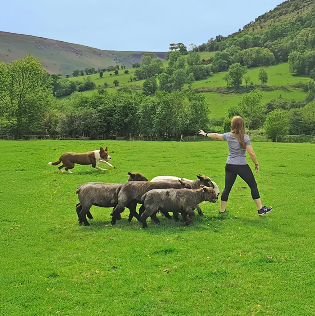 learn how to herd sheep with a sheepdog and have a go with good day out