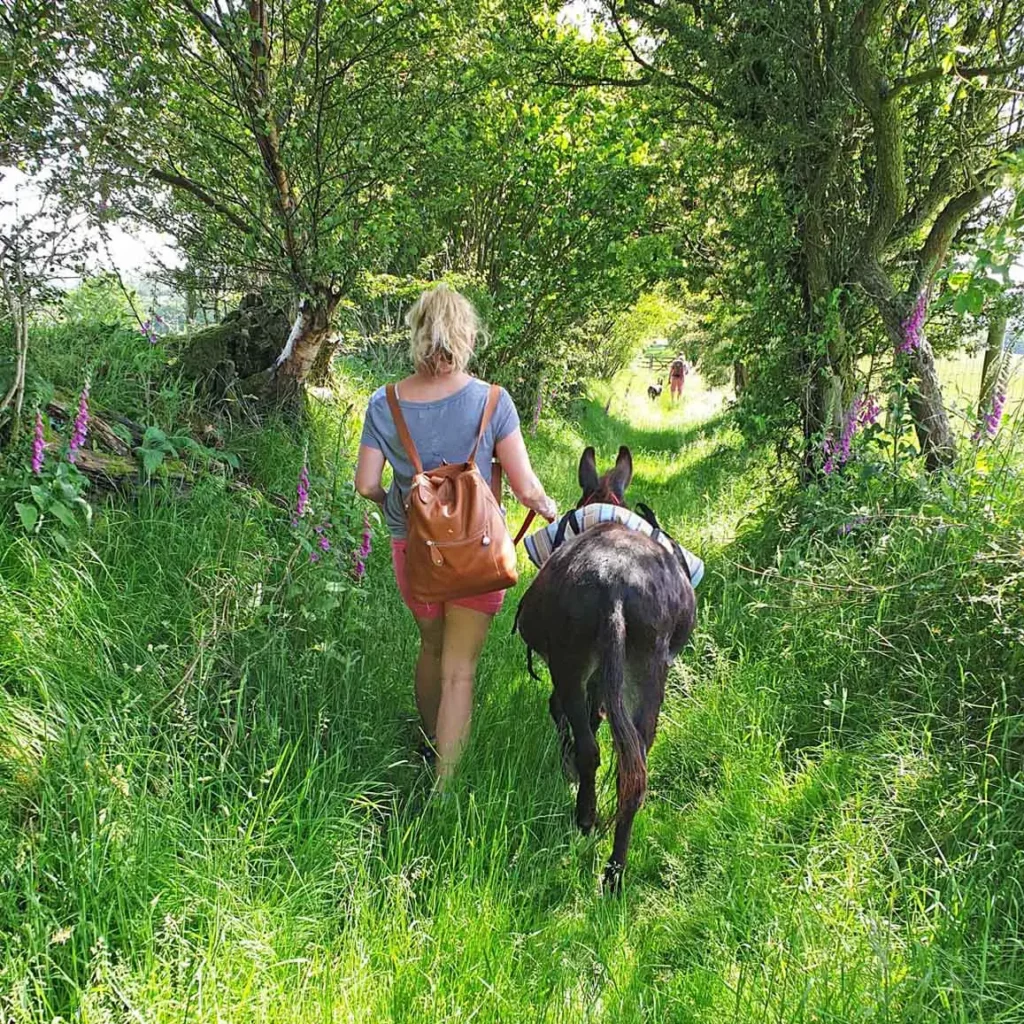 walk with a little donkey in wales - quiet low key encounters with animals