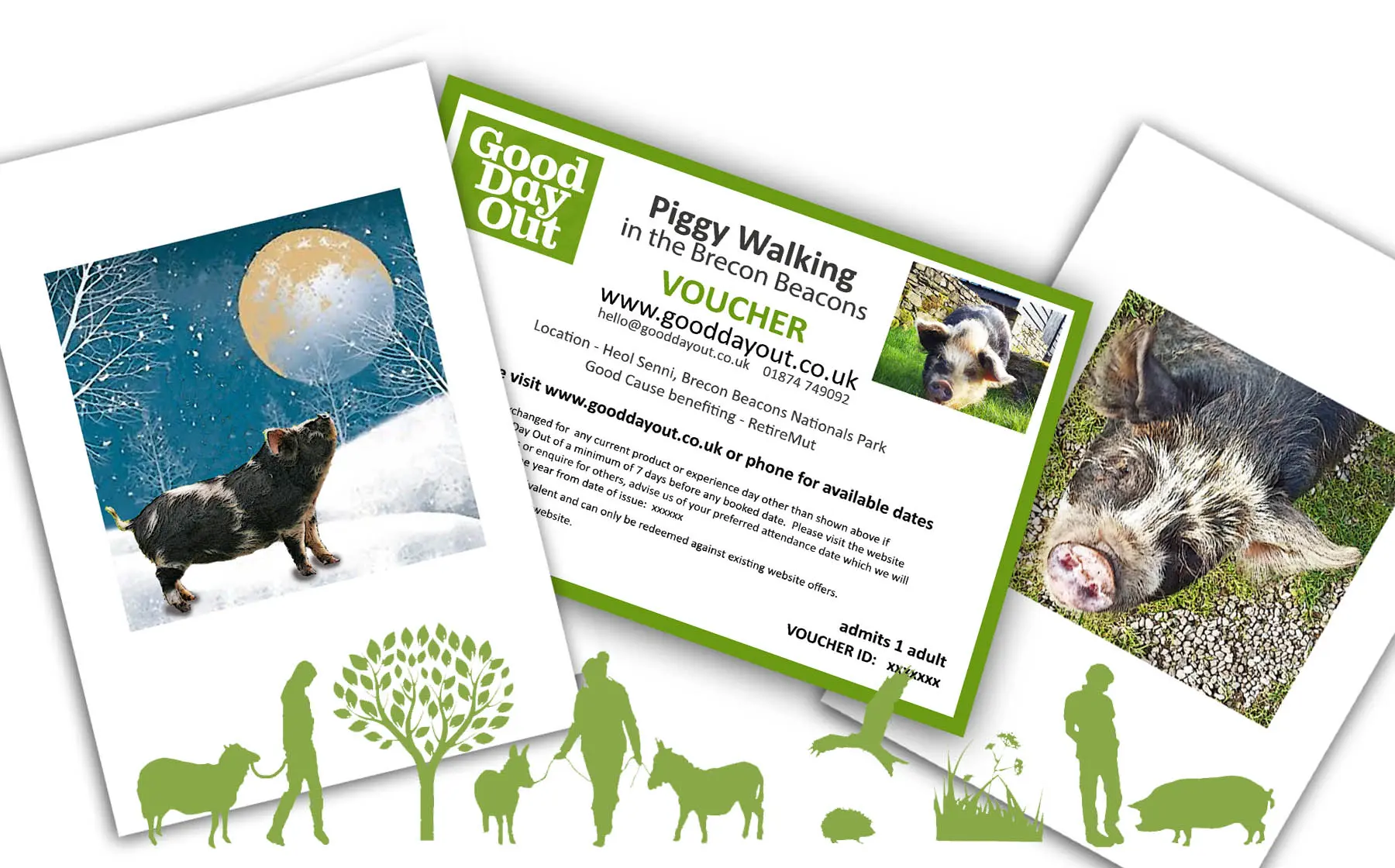 pig walking experience day christmas present
