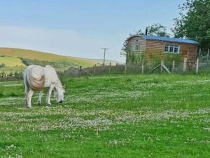 glamping in a shepherds hut in the brecon beacons near Brecon|stay in a converted barn in the Brecon Beacons near the Good Day Out mini donkeys|||snug shepherds hut in the brecon beacons|enjoy peace and quiet in the shepherds hut on your UK staycation in the Brecon Beacons