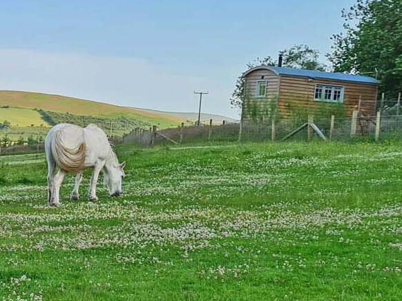 glamping in a shepherds hut in the brecon beacons near Brecon|stay in a converted barn in the Brecon Beacons near the Good Day Out mini donkeys|||snug shepherds hut in the brecon beacons|enjoy peace and quiet in the shepherds hut on your UK staycation in the Brecon Beacons