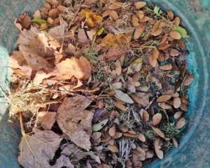 collecting sycamore seeds in a paddock