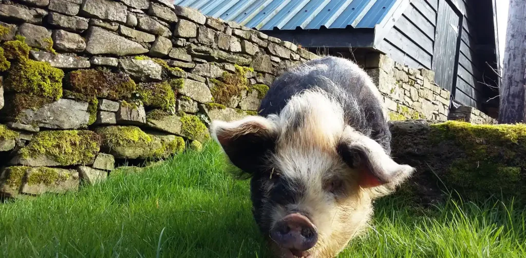 Kunekune pig Babz loves piggy walking in the Brecon Beacons in Wales