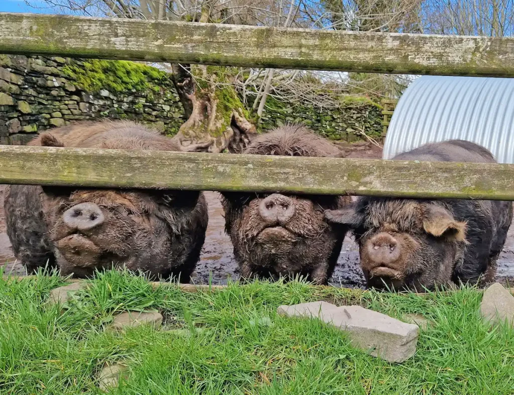 meet friendly kunekune pet pigs, enjoying their best lives