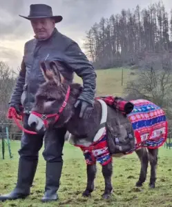 have your photo taken with a mini donkey in a christmas jumper