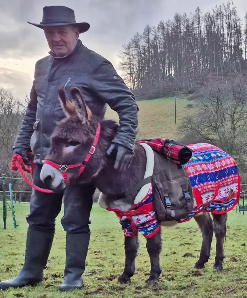 have your photo taken with a mini donkey in a christmas jumper