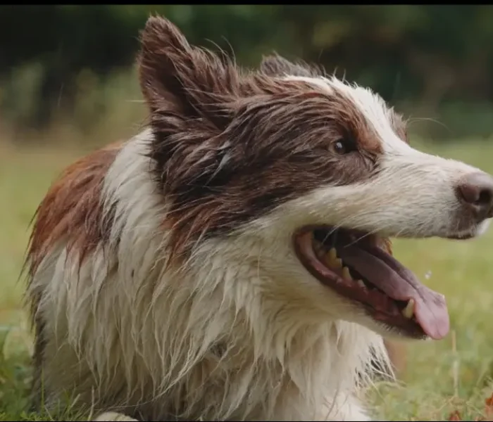 sheep dog herding experience on a welsh hill farm