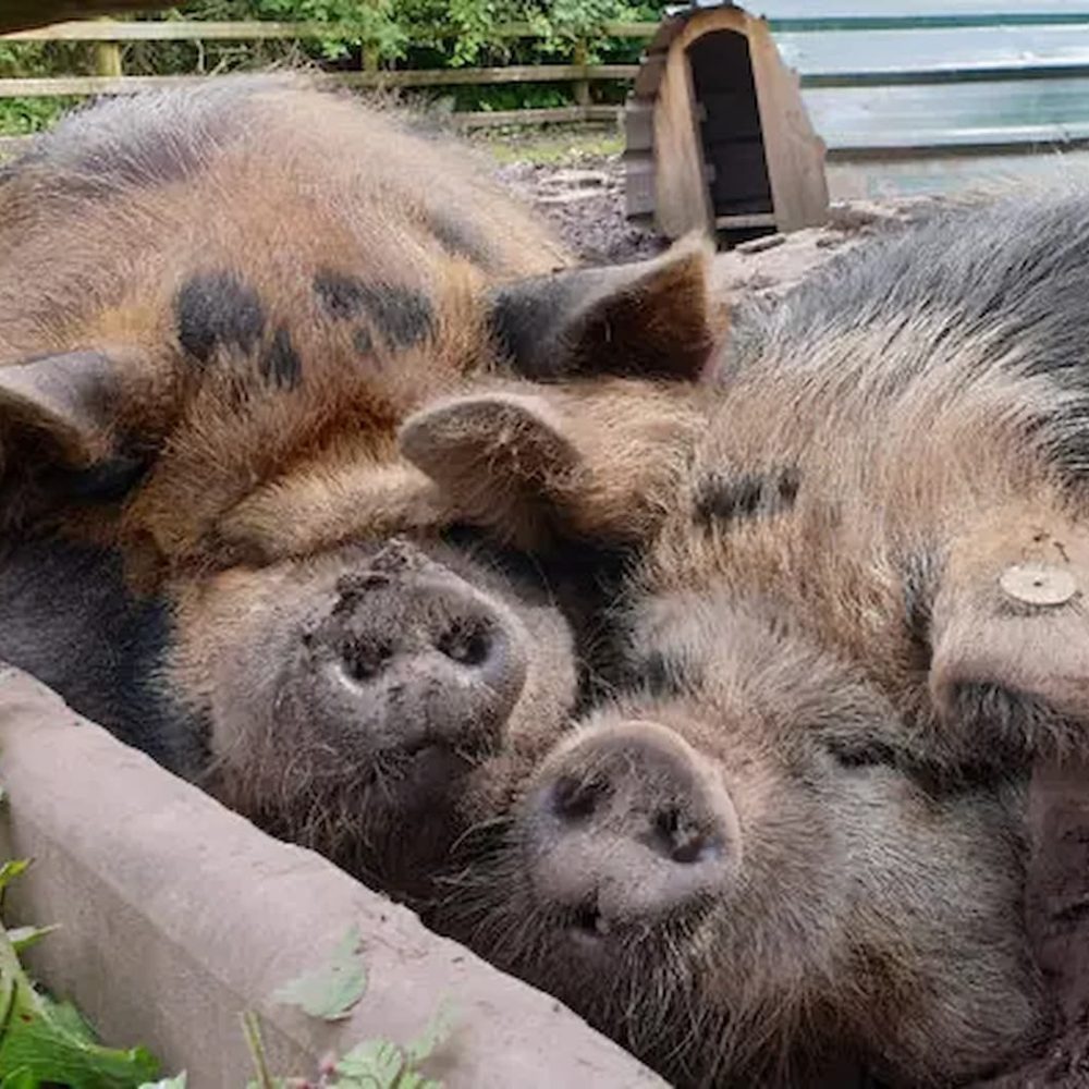 gooddayout-pig-walks-photo-Yvette-Robershaw-e1584115603614-3 gooddayout-pig-walks-photo-Yvette-Robershaw-e1584115603614-3