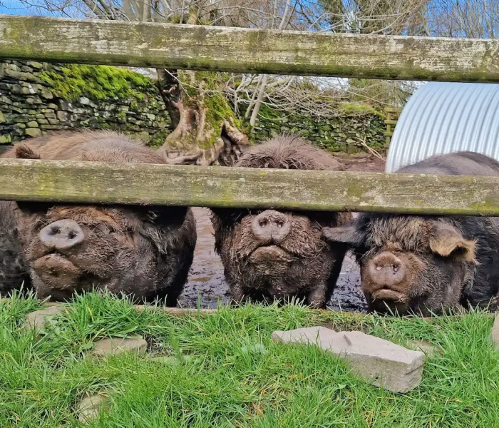 meet friendly kunekune pet pigs, enjoying their best lives